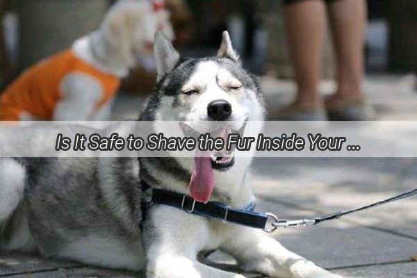 Is It Safe to Shave the Fur Inside Your Dogs Ears A Comprehensive Guide